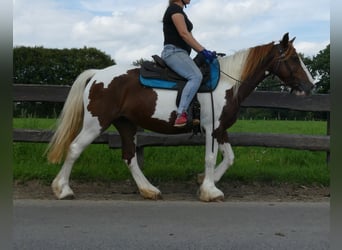 Pintohäst, Sto, 8 år, 148 cm, Pinto