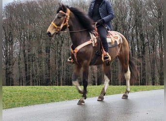 Pintohäst, Sto, 8 år, 157 cm, Pinto