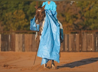 Pintohäst, Sto, 9 år, 147 cm, Gulbrun