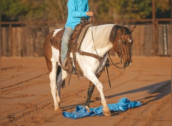 Pintohäst, Sto, 9 år, 147 cm, Gulbrun