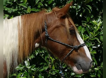 Pintohäst, Sto, 9 år, 148 cm, Pinto