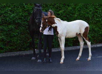 Pintos, Stute, Fohlen (05/2024), 165 cm, Schecke