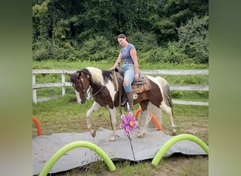 Pintos, Wallach, 10 Jahre, 152 cm, Schecke