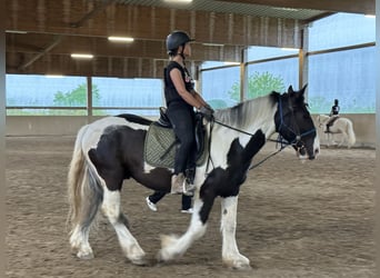 Pintohäst, Valack, 10 år, 158 cm, Pinto