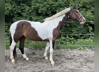 Pintohäst, Valack, 11 år, 172 cm, Pinto