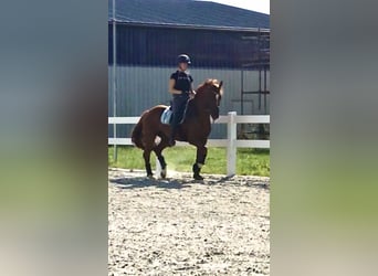 Pintohäst, Valack, 12 år, 163 cm, fux
