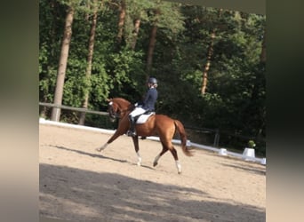 Pintohäst, Valack, 12 år, 163 cm, fux