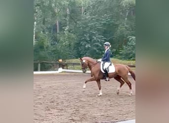 Pintohäst, Valack, 12 år, 163 cm, fux