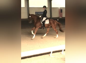 Pintohäst, Valack, 13 år, 163 cm, fux