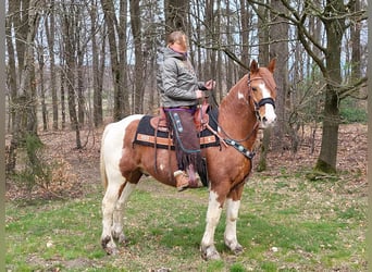 Pintohäst, Valack, 14 år, 157 cm, Pinto
