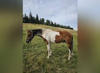 Pintohäst Blandning, Valack, 1 år, 150 cm, Pinto