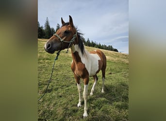 Pintohäst Blandning, Valack, 1 år, 150 cm, Pinto