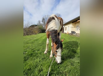 Pintohäst Blandning, Valack, 2 år, 150 cm, Pinto