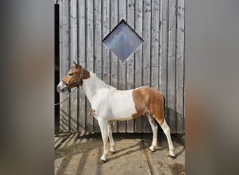Pintohäst Blandning, Valack, 2 år, 152 cm, Pinto