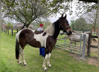 Pintohäst Blandning, Valack, 2 år, 160 cm, Pinto