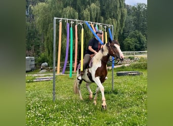 Pintohäst Blandning, Valack, 3 år, 152 cm, Pinto