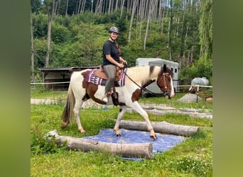 Pintohäst Blandning, Valack, 3 år, 152 cm, Pinto