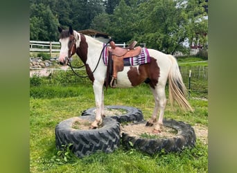 Pintohäst Blandning, Valack, 3 år, 152 cm, Pinto