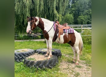 Pintohäst Blandning, Valack, 3 år, 152 cm, Pinto