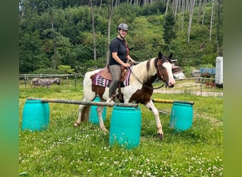 Pintohäst Blandning, Valack, 3 år, 152 cm, Pinto