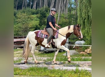 Pintohäst Blandning, Valack, 3 år, 152 cm, Pinto