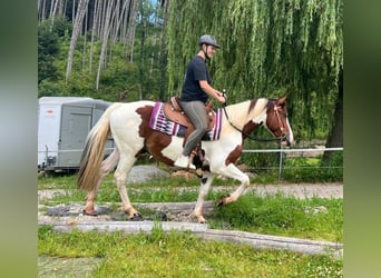 Pintohäst Blandning, Valack, 3 år, 152 cm, Pinto