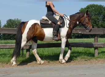 Pintohäst, Valack, 3 år, 154 cm, Pinto