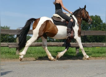 Pintohäst, Valack, 3 år, 154 cm, Pinto