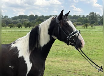 Pintohäst Blandning, Valack, 3 år, 155 cm, Pinto