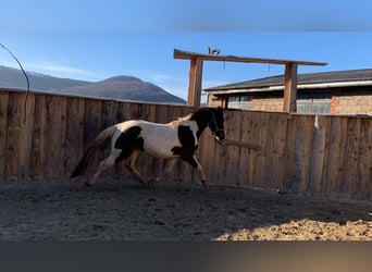 Pintohäst, Valack, 3 år, 164 cm, Pinto