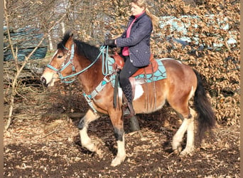 Pintohäst, Valack, 4 år, 150 cm, Pinto