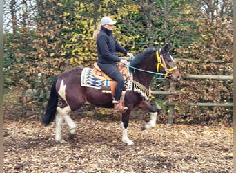 Pintohäst, Valack, 4 år, 151 cm, Pinto