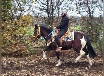 Pintohäst, Valack, 4 år, 151 cm, Pinto