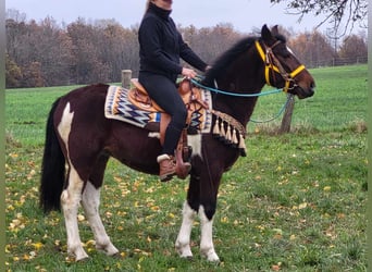 Pintohäst, Valack, 4 år, 151 cm, Pinto