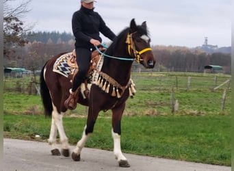 Pintohäst, Valack, 4 år, 151 cm, Pinto