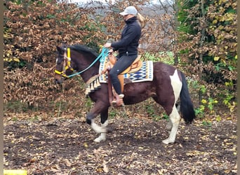 Pintohäst, Valack, 4 år, 151 cm, Pinto