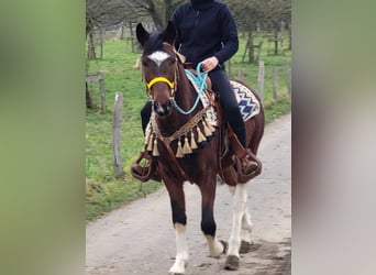 Pintohäst, Valack, 4 år, 151 cm, Pinto