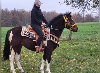 Pintohäst, Valack, 4 år, 151 cm, Pinto