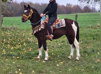 Pintohäst, Valack, 4 år, 151 cm, Pinto