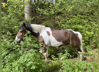 Pintohäst, Valack, 4 år, 152 cm, Tobiano-skäck-alla-färger