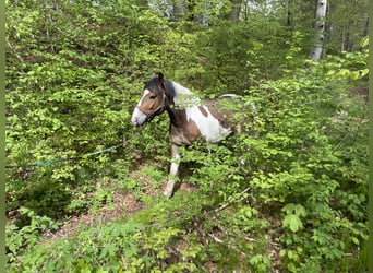 Pintohäst, Valack, 4 år, 152 cm, Tobiano-skäck-alla-färger