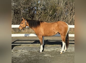 Pintohäst, Valack, 5 år, 160 cm, Black
