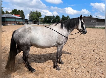 Pintohäst, Valack, 6 år, 140 cm, Grå