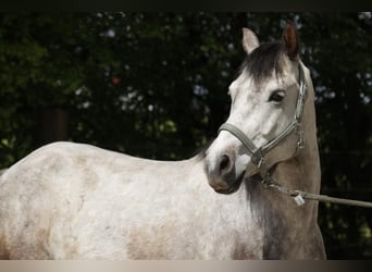 Pintohäst, Valack, 6 år, 140 cm, Grå