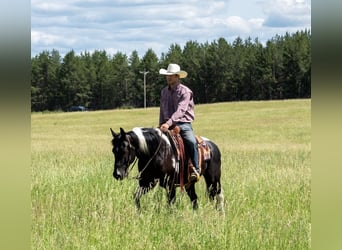 Pintohäst, Valack, 7 år, Tobiano-skäck-alla-färger