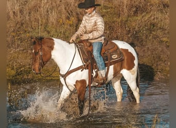 Pintohäst, Valack, 8 år, 145 cm, Pinto
