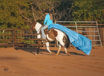 Pintohäst, Valack, 8 år, 145 cm, Pinto