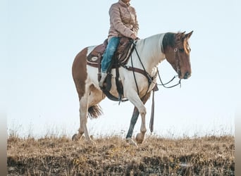 Pintohäst, Valack, 8 år, 145 cm, Pinto