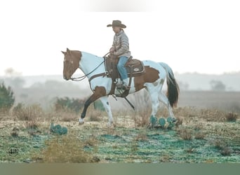 Pintohäst, Valack, 8 år, 145 cm, Pinto