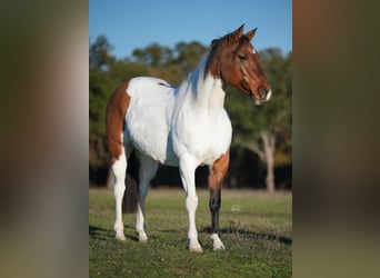 Pintohäst, Valack, 8 år, 145 cm, Pinto